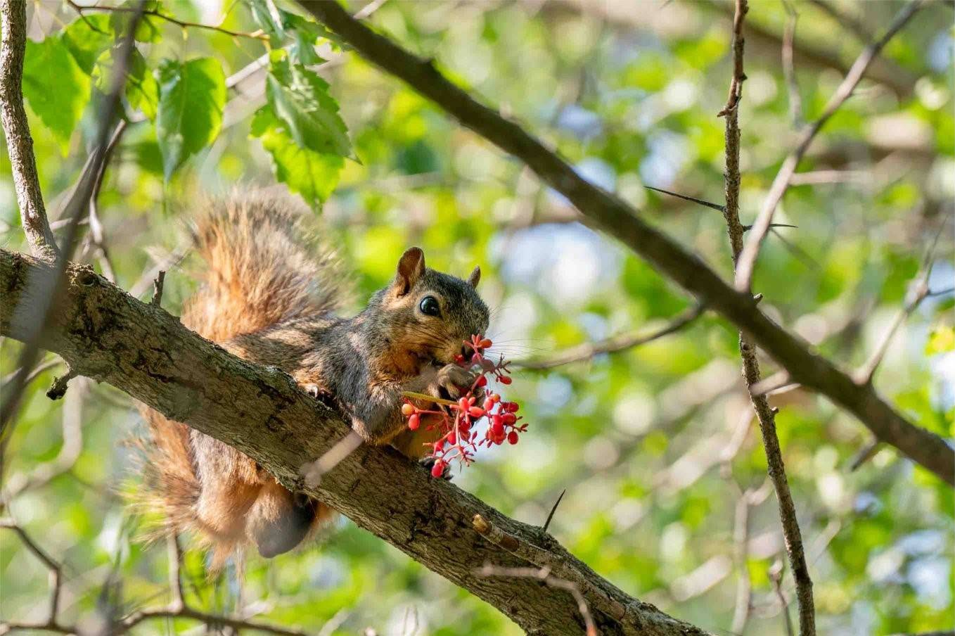 Squirrel eating berries while perched on tree branch